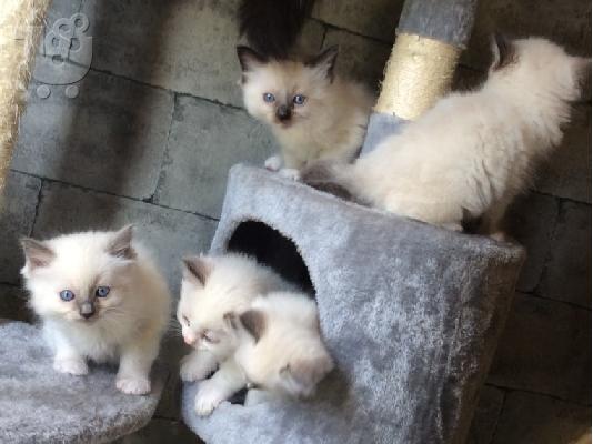PoulaTo: Ragdoll - Blue Bicolour